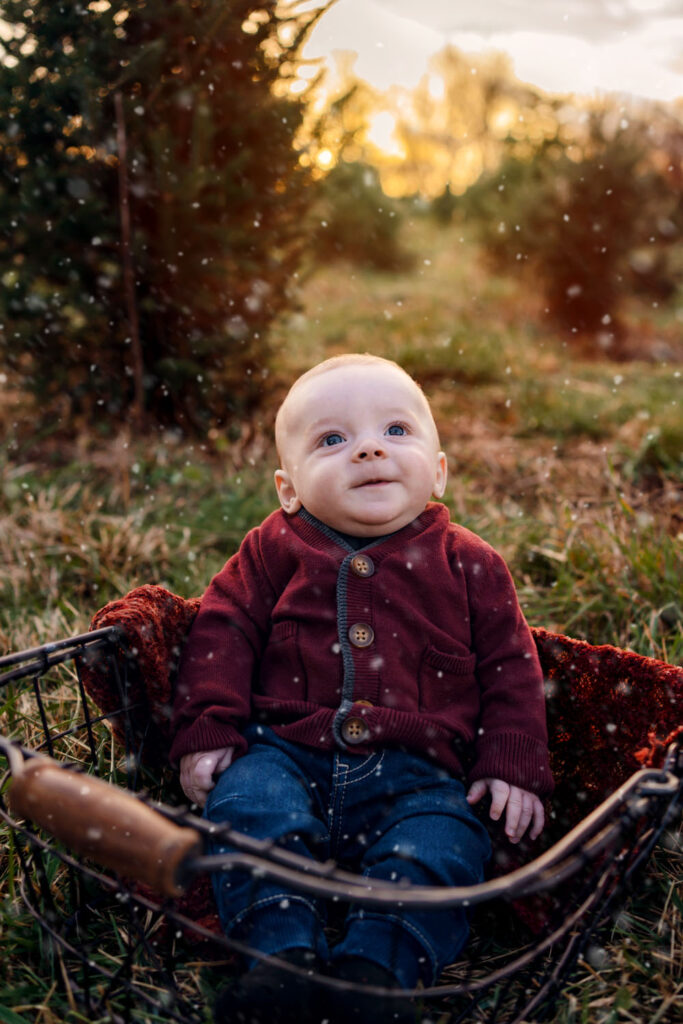 Baby sits in a basket while admiring snowfall at sunset during a tree farm photo session